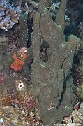 Hyritos erecta Eponge phallus noir gris spon Maldives Hoholha Thila-5m-20240424-da-DSC_6540_tn